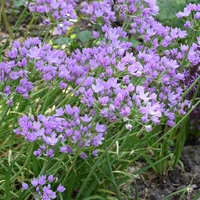 Allium unifolium  Photo: J. Amand
